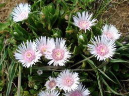 Delosperma ashtonii
